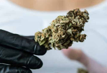 fleurs de CBD